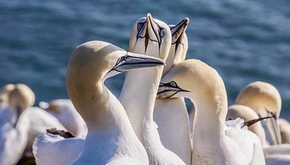 星空体育登录入口-瑞士男足在巴黎奥运会上表现出色，赢得多场比赛，瑞士男足世界排名多少