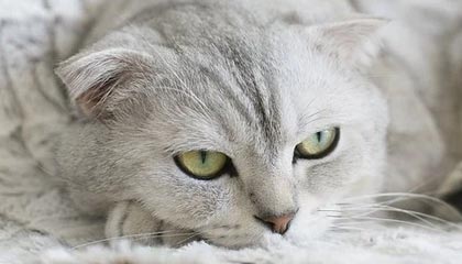 星空体育官网下载入口-克罗地亚队在巴黎奥运会手球比赛中表现出色，赢得银牌，克罗地亚 队