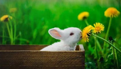 星空体育app官方网站-法甲焦点战，精彩配合和精彩进球展示球队实力，法甲集锦